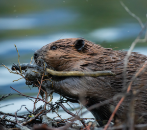 Beaver eating a stick