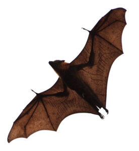 image of a bat