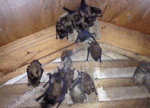 Group of bats trapped in an attic in Louisville