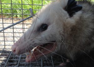 Opossum inside the cage