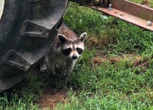 Raccoon peaking under a tractor
