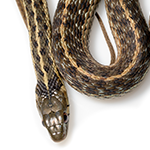 Snake on a white background