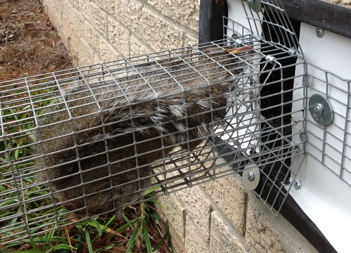 Squirrel Removal Louisville  Pest Control & Attic Repair