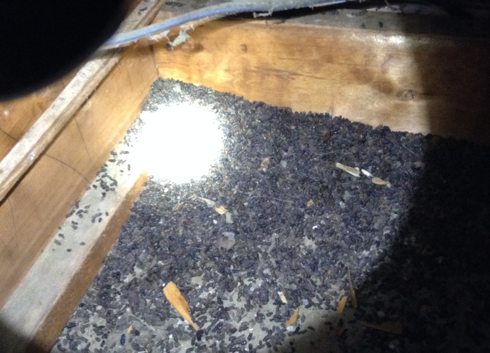 Bat waste in an attic