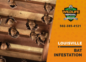 Louisville Bat infestation