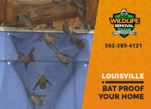 Louisville Bat proofing