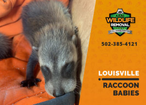 Louisville raccoon babies