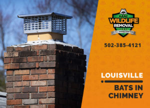 Louisville Bats in chimney