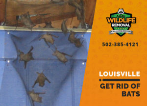 Louisville Get rid of bats