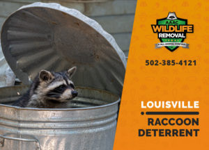 Louisville raccoon deterrent