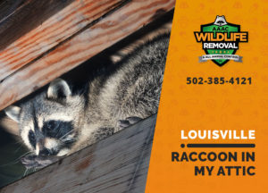 Louisville raccoon in my attic
