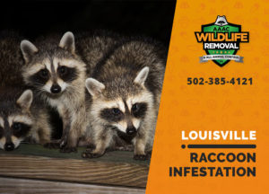 Louisville raccoon infestation