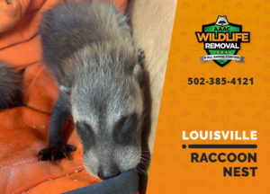 Louisville raccoon nest