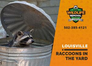 Louisville raccoons in the yard