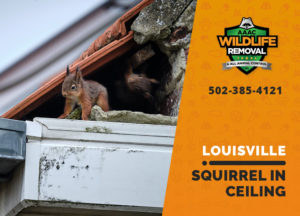 Louisville squirrel in ceiling