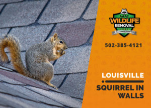 Louisville squirrel in walls