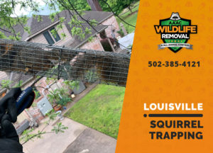 Louisville squirrel trapping