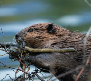 Beaver chewing on a stick