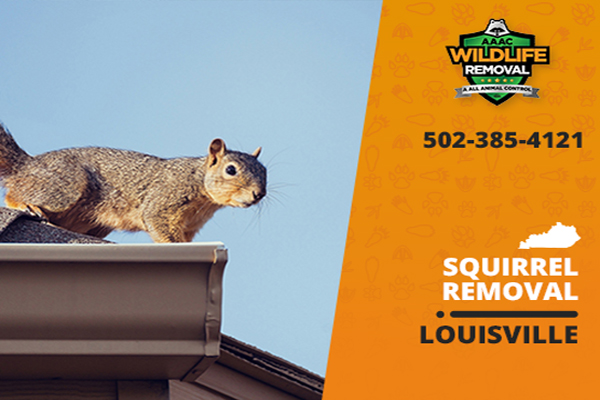 image of a squirrel on a roof